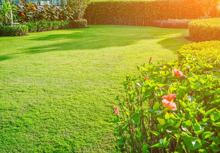 gepflegte Rasenfläche umrahmt von Büschen