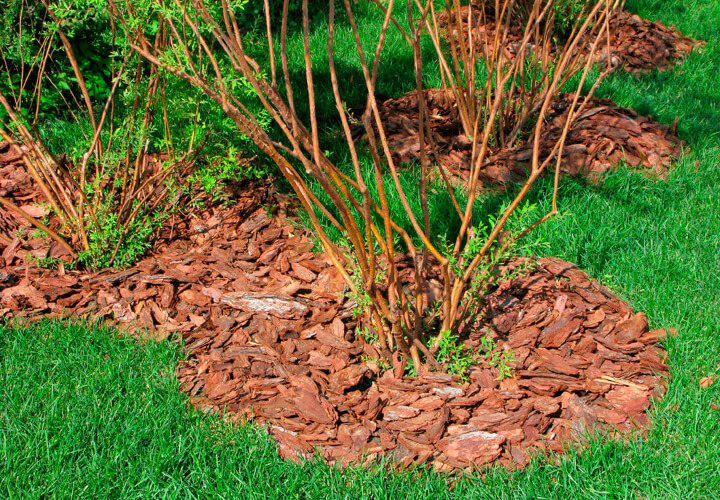 Sträucher umrahmt von Rindenmulch auf einer Rasenfläche