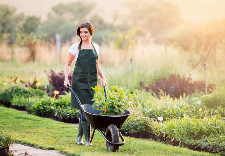 eine lachende Frau schiebt eine Schubkarre mit Pflanzen, im Hintergrund Beete und Wiese
