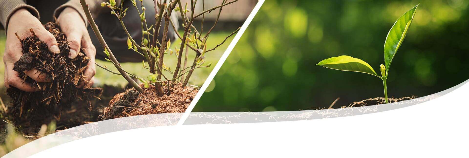 links: Hände die Erde halten neben einem Strauch, rechts ein kleiner Spross